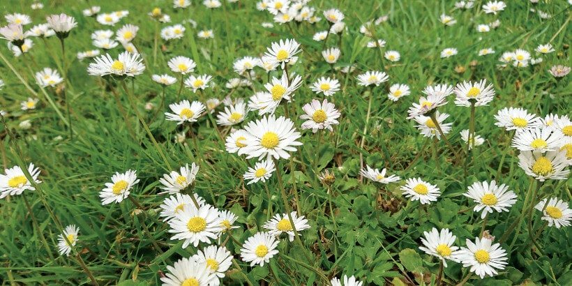 daisies_bannersnack rewilding
