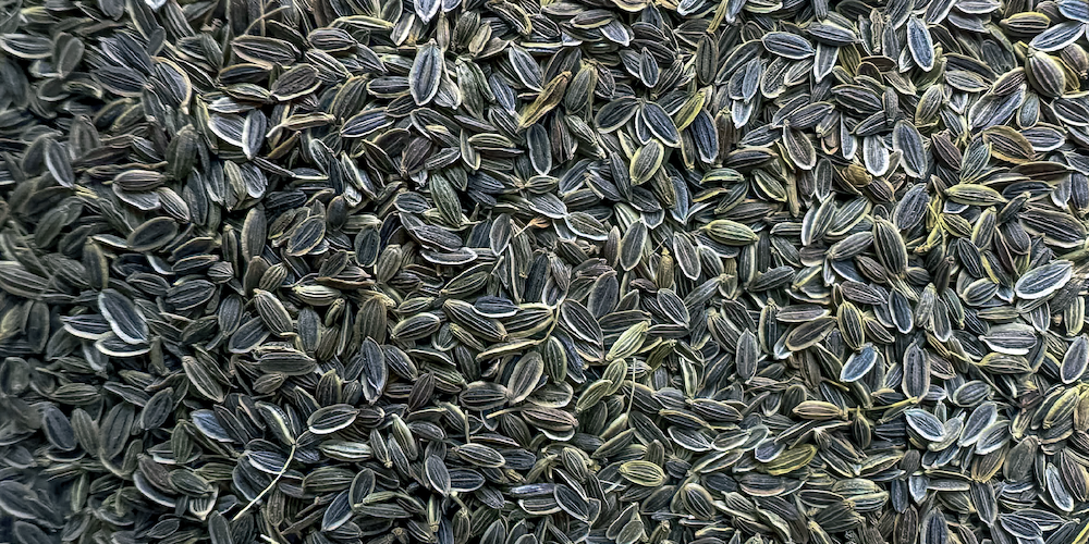 dill-seeds_Wildcrafted-Seeds-and-Grains-panorama