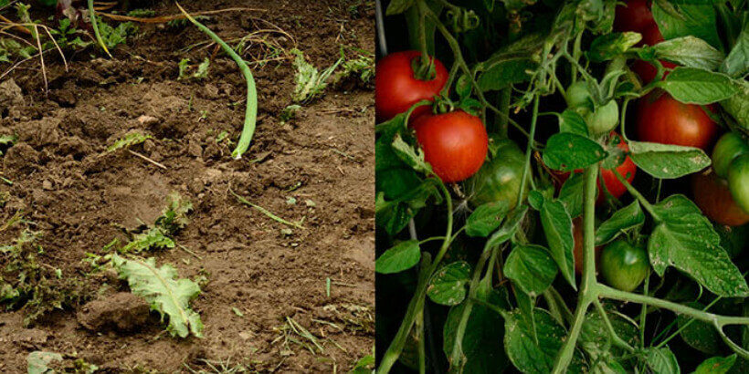 tomatoes growing
