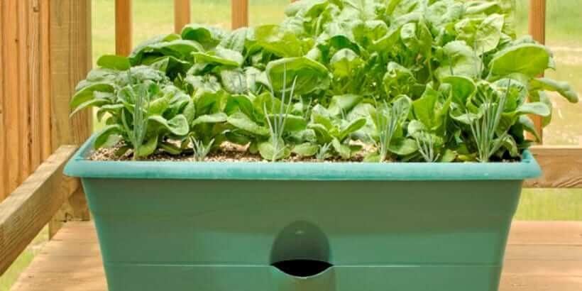 DIY: Make a Self-Watering Planter - Chelsea Green Publishing