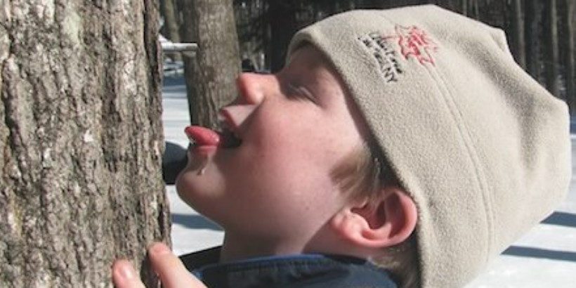 drinkingsap_sugarmakerscompanion_book drinkingsap_sugarmakerscompanion_book