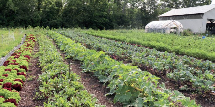 ecogardener_Bannersnack-High-Quality rain garden