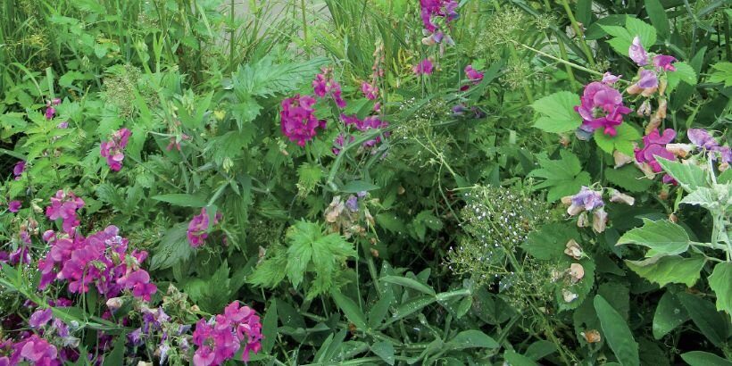 edibleforestgarden_homescaleforestgarden_book plant grouping