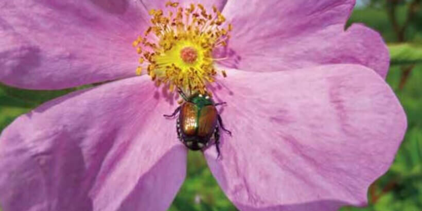japanese beetle on flower