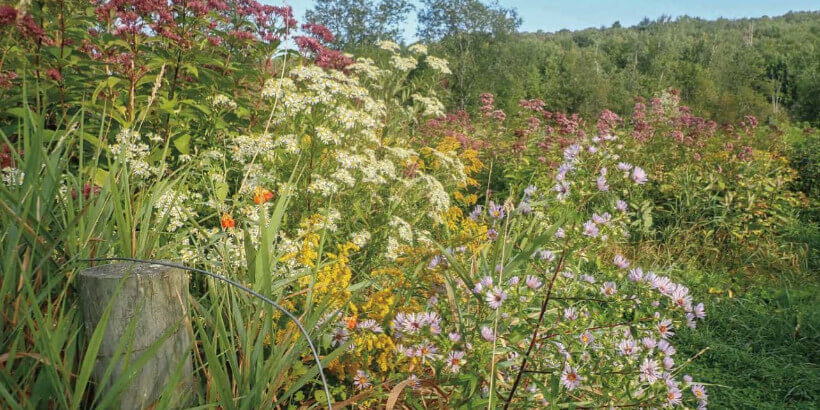 goldenrod, joe-pye weed, and jewelweed