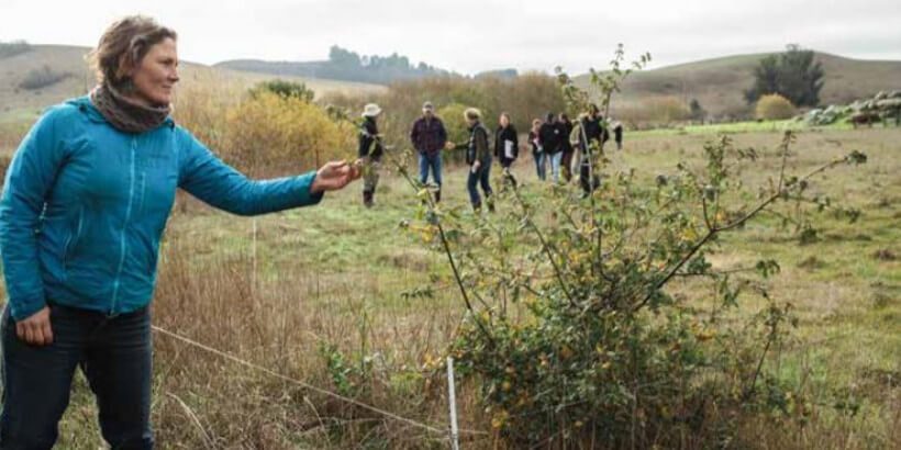 fibershed_young oak tree_from book Sarah Keiser from the Penngrove Community Grazing Project inspects a young oak