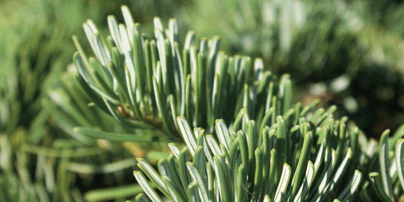 fir_banner_forageharvestfeast_book fir_banner_forageharvestfeast_book