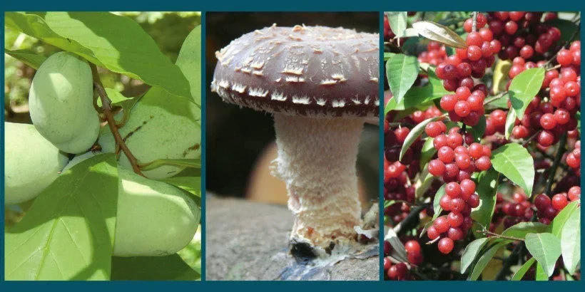 foodandmedicinals_farmingthewoods_book farm the woods