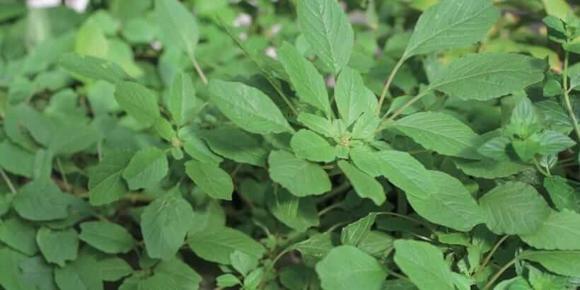 forageharvestfeast-amaranth-panorama amaranth