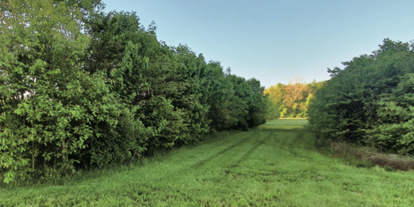 forest_banner_miniforest_book