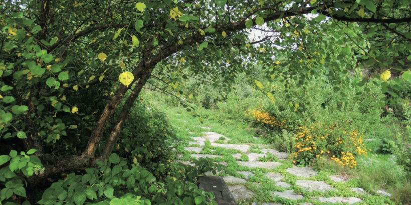 forestgarden_bannersnack_banner-Max-Quality (1) forestgarden_bannersnack_banner-Max-Quality (1)