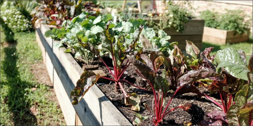 gardenbed_bannersnack gardenbed_bannersnack