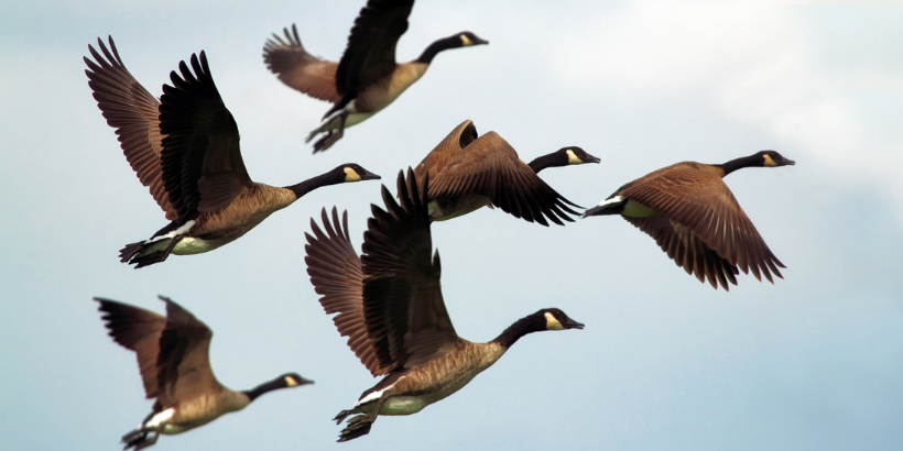 geese_banner_canva geese_banner_canva