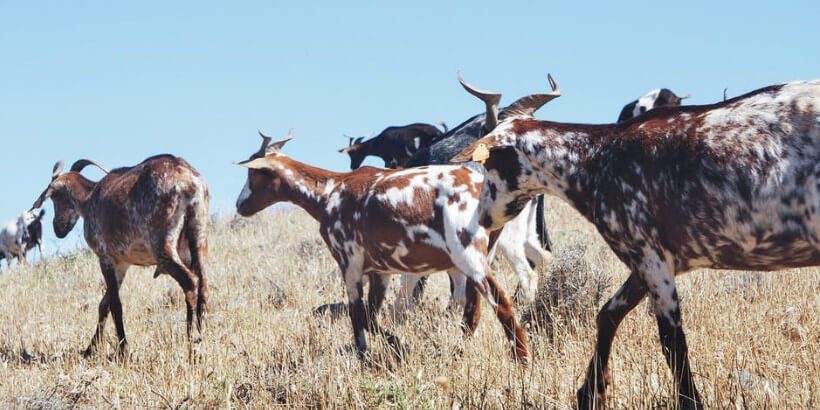 goat handling banner goats