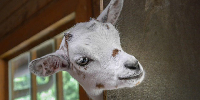 Breeds of Goats  Oklahoma State University