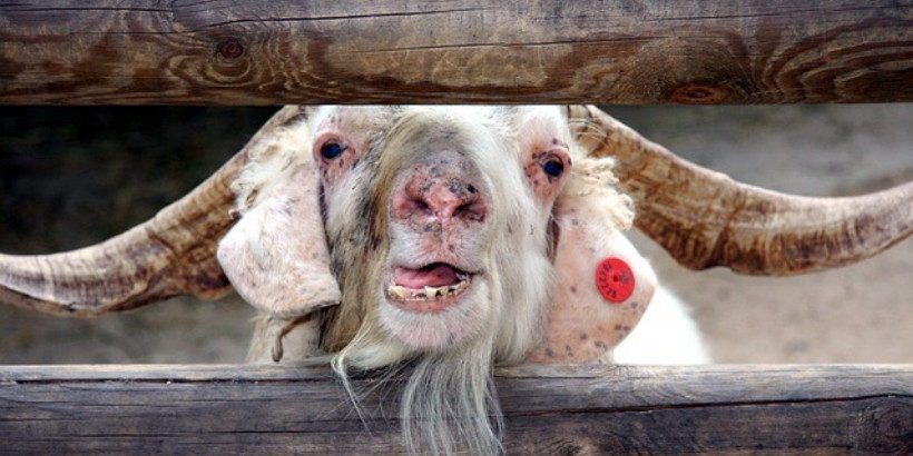 goatfencing_holisticgoatcare_book goats