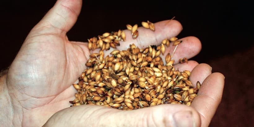 grain_brewbeerlikeayeti_book grain_brewbeerlikeayeti_book