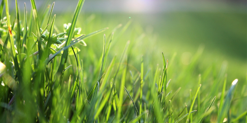 grass_banner_bannersnack grass_banner_bannersnack