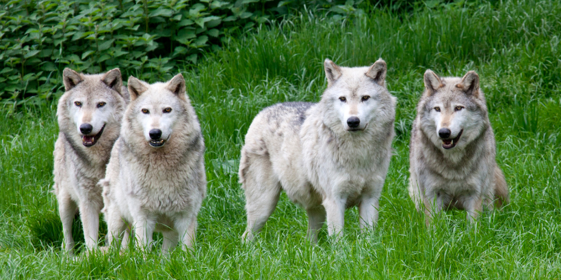 greywolves_banner_canva grey wolves