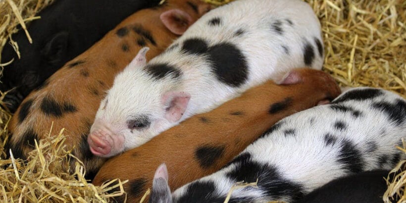brown and white speckled piglets