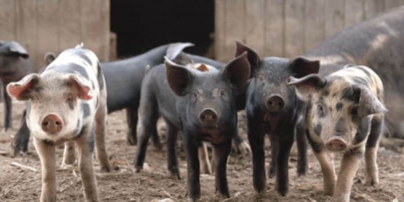 happy pigs_pigs_from book four pigs