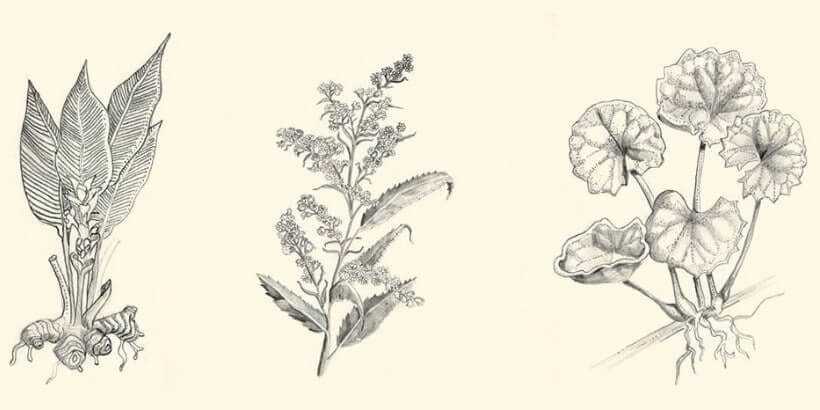 herb formularies banner remedies for burns