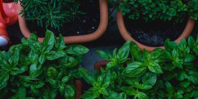 herbs_banner_herbalistway_book herbs