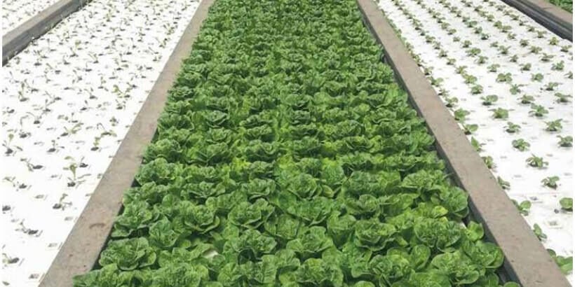 Lettuce growing in a deep water culture system