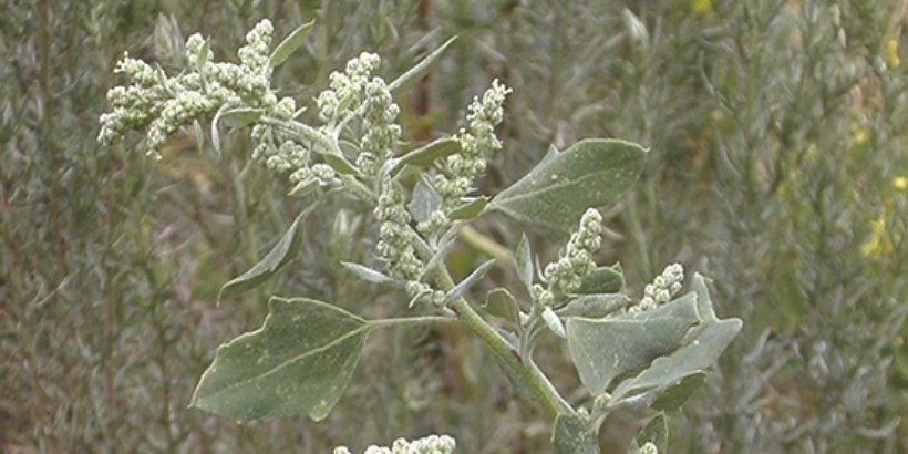 lambsquarter_wildwisdom_book lambsquarter