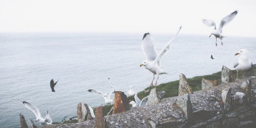 seagulls on a stone wall