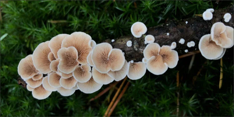 mushroom_banner_bannersnack mycelium