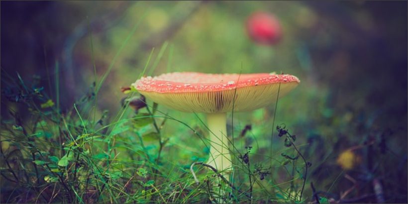 mushroomcover_bannersnack-Max-Quality mushroom