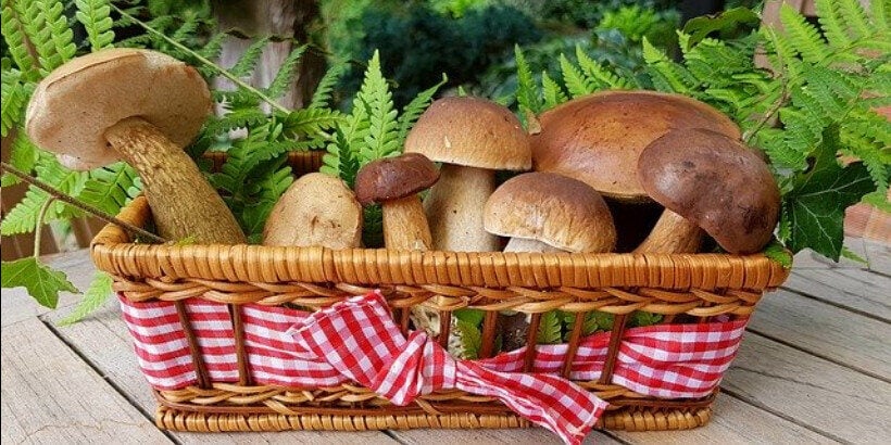 mushrooms_banner_bannersnack