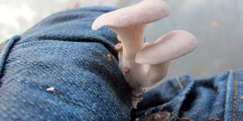 mushrooms_jeans_organicmushroomfarming_book grow mushrooms