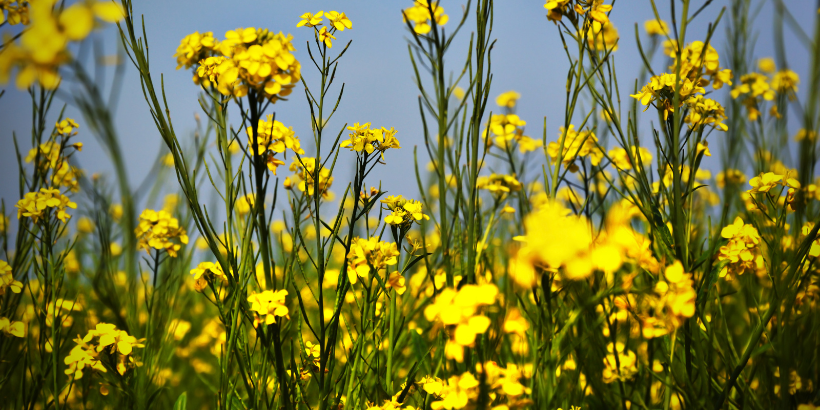 mustardflower_canva dealing with weeds