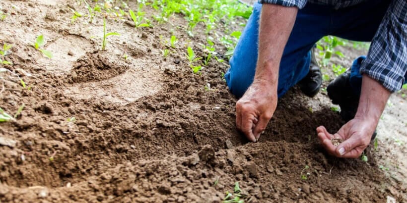 man planting seeds in dirt
