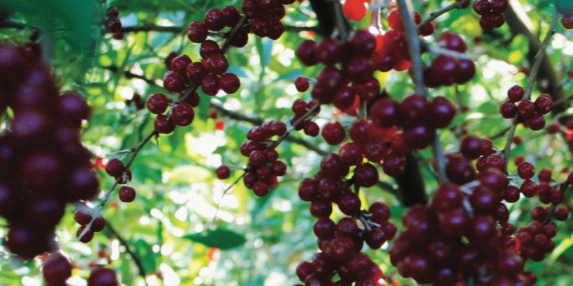 olive_berries_banner_wildflavors_book olive_berries_banner_wildflavors_book