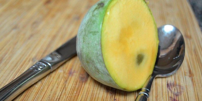 pawpaw_banner_frombook-High-Quality pawpaw_banner_frombook-High-Quality