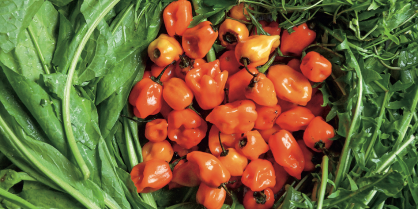peppers_wildcraftedcuisine_book fermented hot sauce