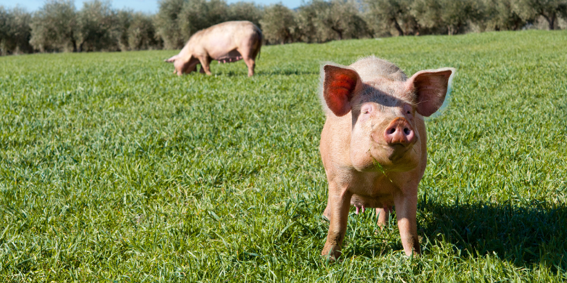 pigs_banner_canva feeding animals