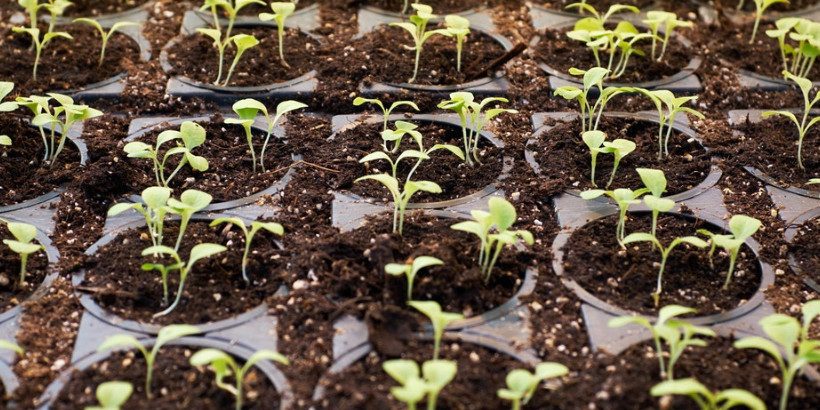 plantstarters_bannersnack starting plants