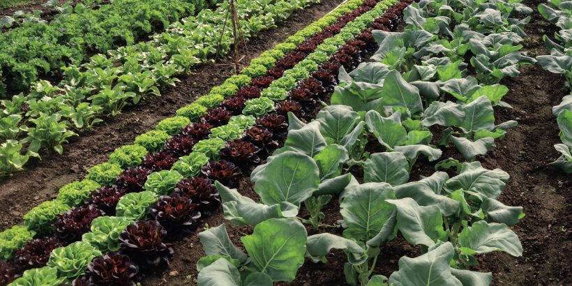 promisingveggies_neworganicgrower_book garden planning