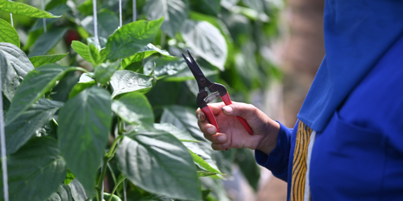 pruning_canva pruning