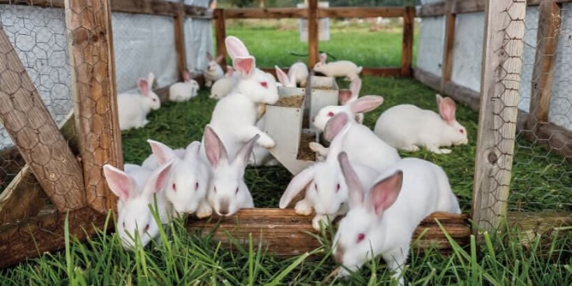 white rabbits in a pen