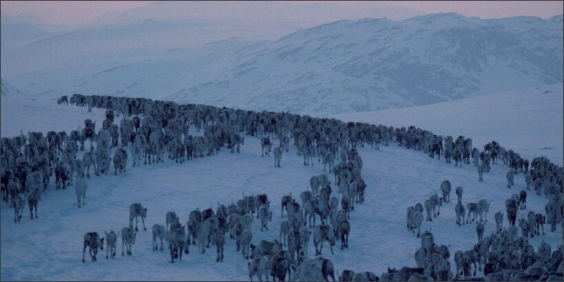 reindeer_banner_reindeerchronicles_book reindeer