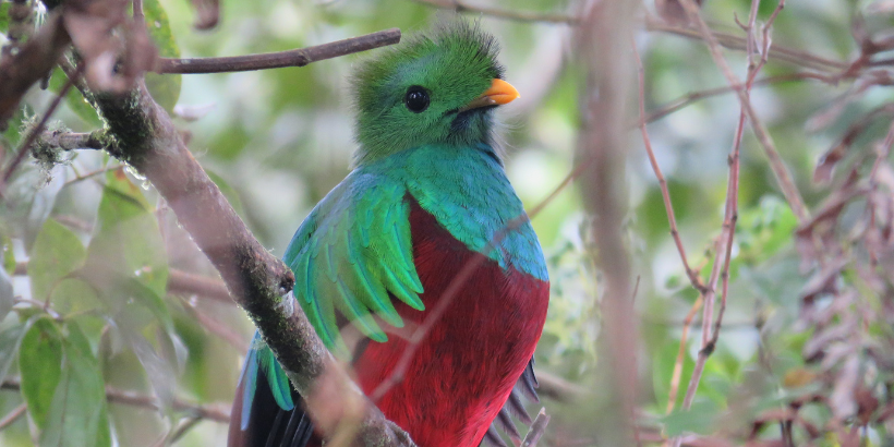 resplendentquetzal_bigyearthatflewby_book resplendentquetzal_bigyearthatflewby_book