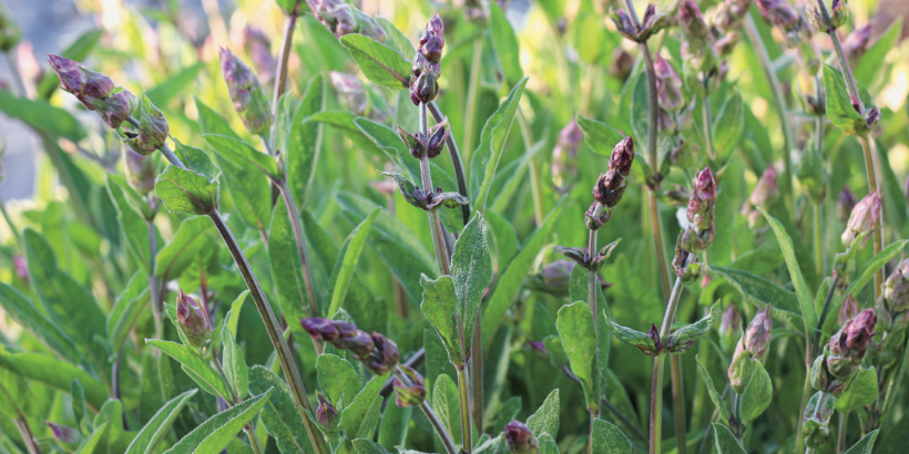 sage_flowerfarming_book