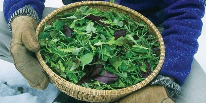 salad_banner_winterharvesthandbook_book