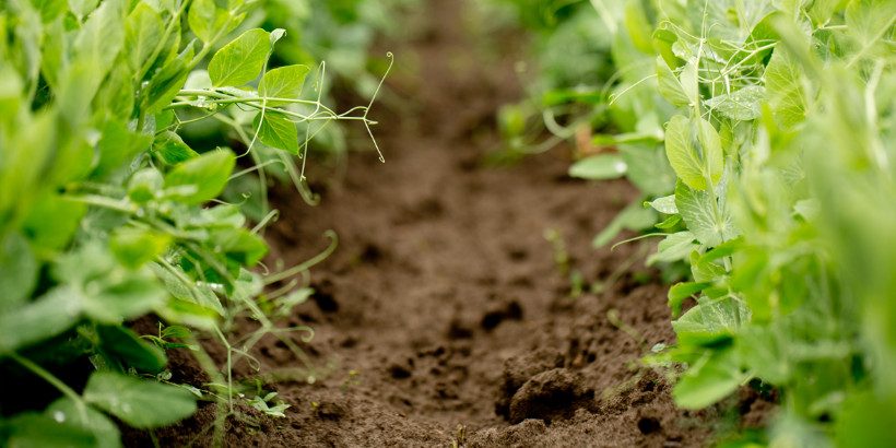 savethesoil-bannersnack-High-Quality savethesoil-bannersnack-High-Quality