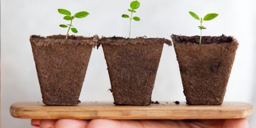 seeds_bannersnack seeds growing